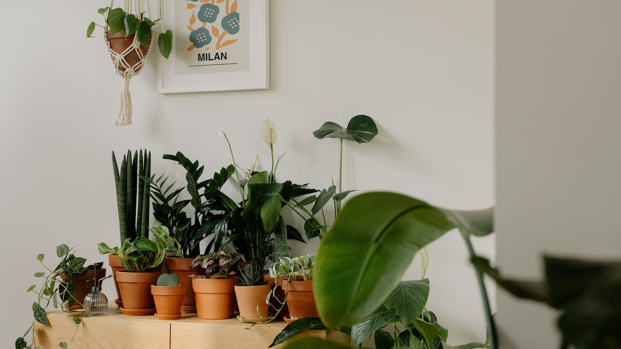 Why Terracotta Pots Turn White: 10 Watering And Soil Habits To Blame Why Terracotta Pots Turn White: 10 Watering And Soil Habits To Blame