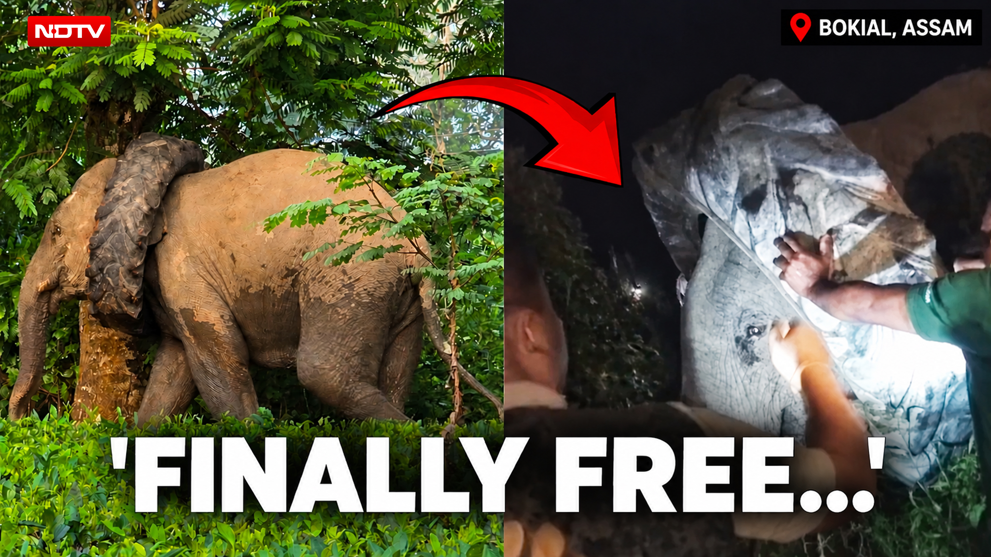Assam News | Wild Elephant Spotted With Tractor Tyre Around Neck, Rescued
