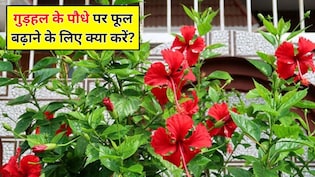 फूलों से लद जाएगा आपका गुड़हल का पौधा, गार्डिंग एक्सपर्ट ने बताया गुड़हल के पौधे में ज्यादा फूल लाने के लिए क्या करें