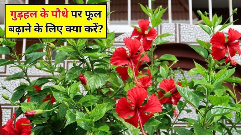 फूलों से लद जाएगा आपका गुड़हल का पौधा, गार्डिंग एक्सपर्ट ने बताया गुड़हल के पौधे में ज्यादा फूल लाने के लिए क्या करें