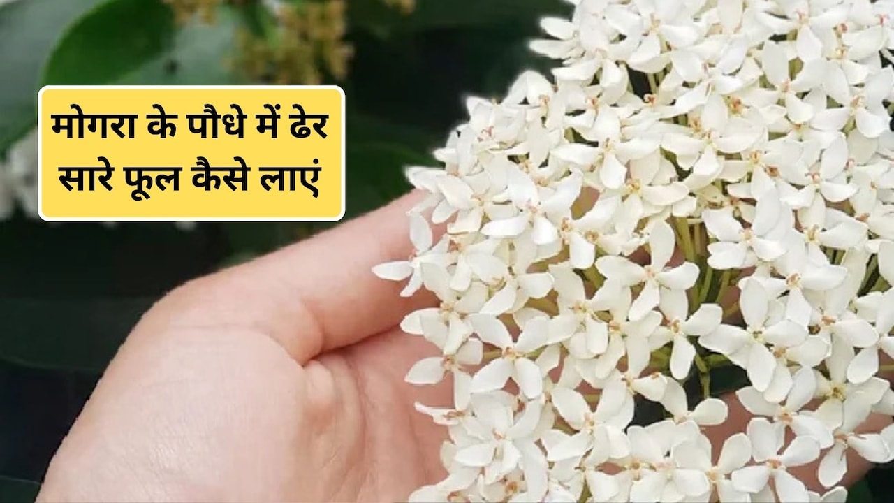 मोगरा में फूल आने के लिए क्या करें? पौधों में फूल लाने के लिए क्या डालना चाहिए