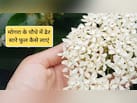 मोगरा में फूल आने के लिए क्या करें? पौधों में फूल लाने के लिए क्या डालना चाहिए