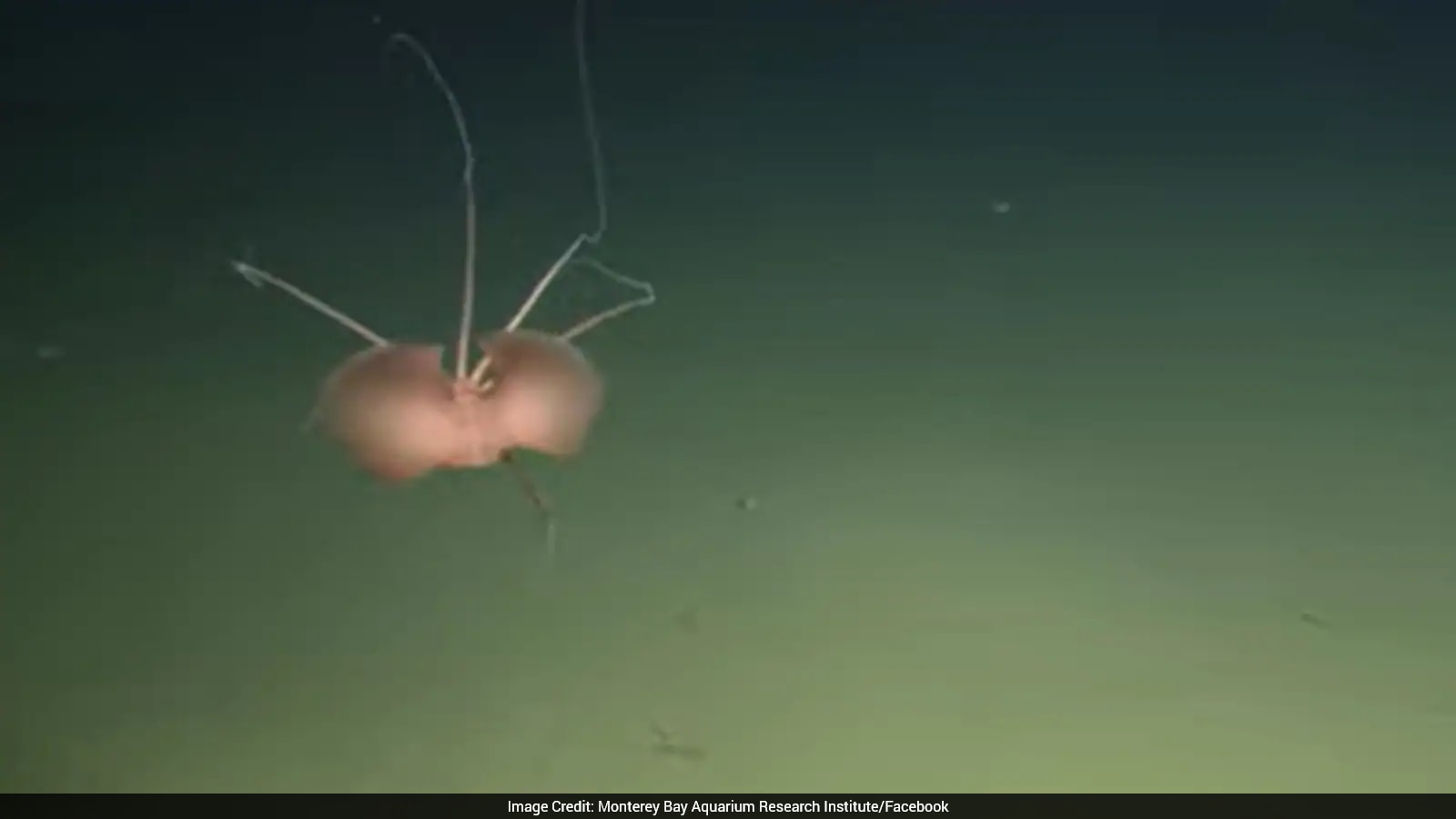 Rare Bigfin Squid Spotted Near California Seamount