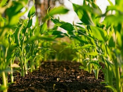 ACFI Seeks Rs 5,000-7,500 Crore Scheme To Reduce China Dependence In Crop Protection