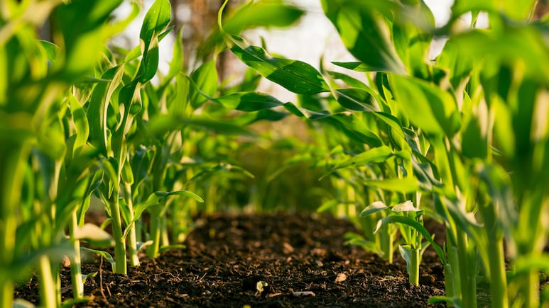 ACFI Seeks Rs 5,000-7,500 Crore Scheme To Reduce China Dependence In Crop Protection