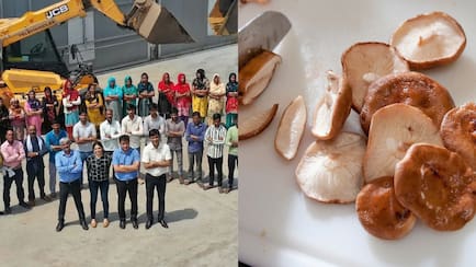 IIT-IIM Graduates Quit US Jobs To Grow Mushrooms, Now Grow Exotic Varieties