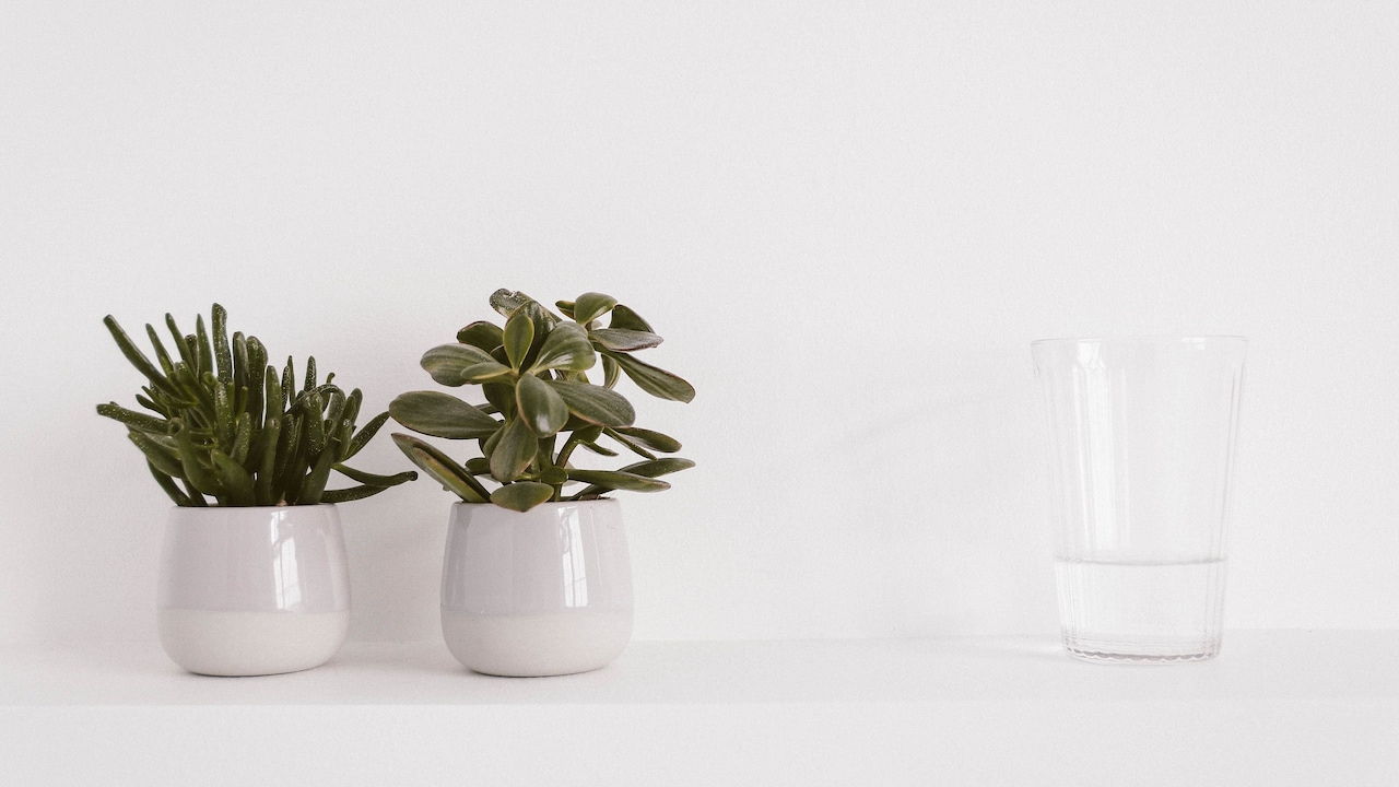7 Self-Watering Planters For Herbs And Small Houseplants