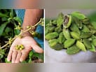 घर पर गमले में इलायची कैसे उगाएं? जानिए इलायची उगाने के आसान तरीके, तेजी से बढ़ेगा पौधा