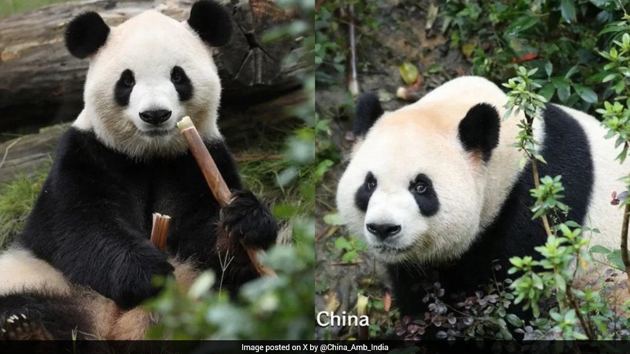 Ping Ping, Fu Shuang: 2 Giant Pandas From China Arrive In US