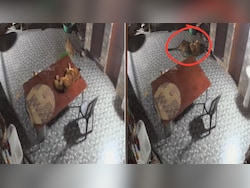 Leopard Sneaks Into Rudraprayag Home, Brave Dog Fights Back In Dramatic Video