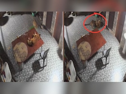 Leopard Sneaks Into Rudraprayag Home, Brave Dog Fights Back In Dramatic Video