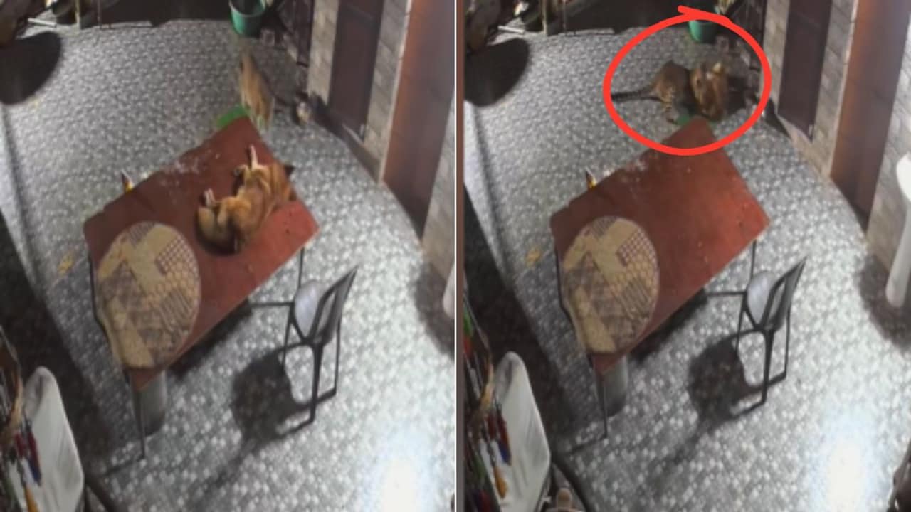 Leopard Sneaks Into Rudraprayag Home, Brave Dog Fights Back In Dramatic Video
