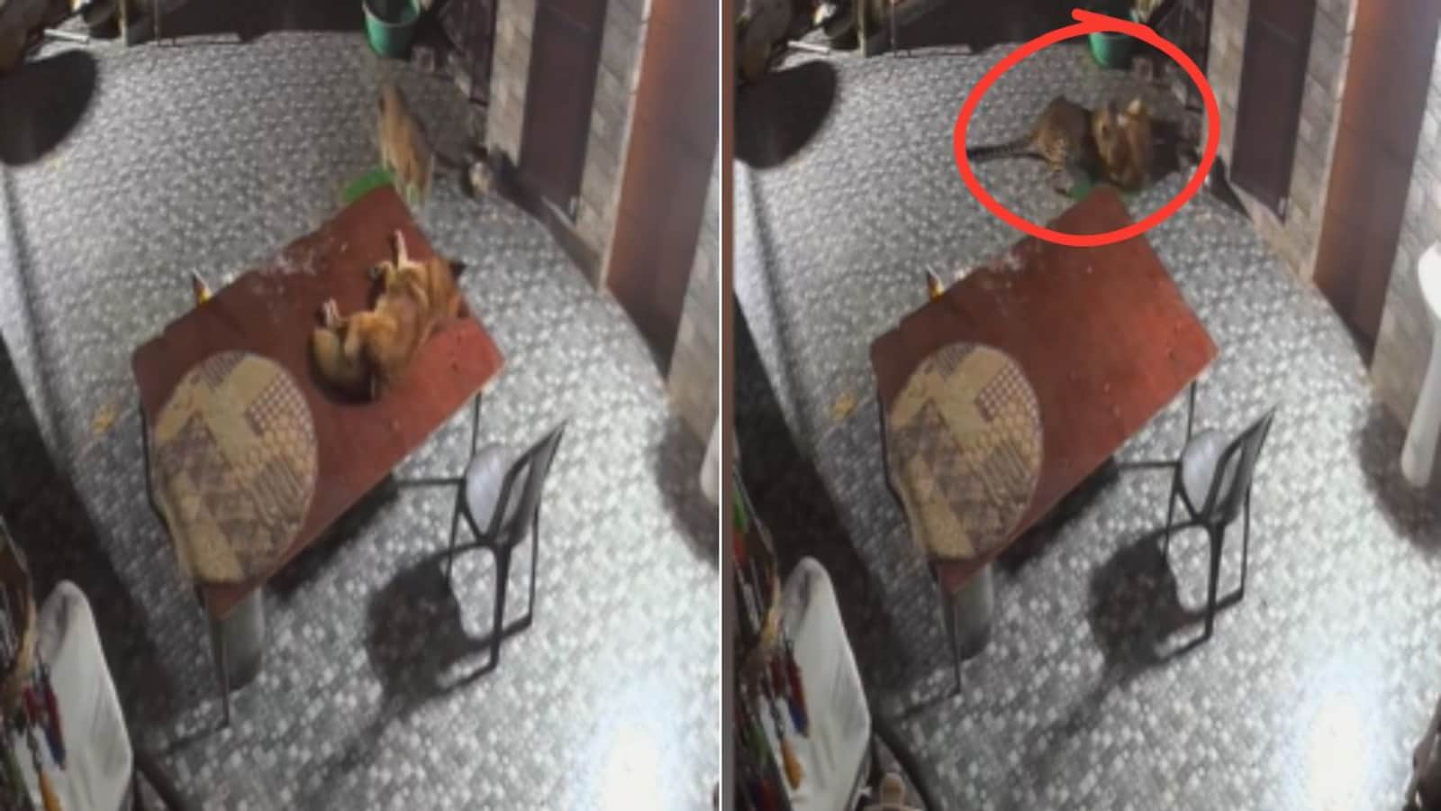 Leopards Attack Pet Dogs in Residential Areas; Dogs Fight Back in Recorded Encounters