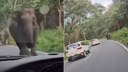 Video: Narrow Escape For Kerala Family As Elephant Charges At Vehicle