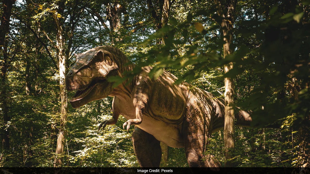 Study Reveals New Details About Death Of Largest T Rex Ever Discovered