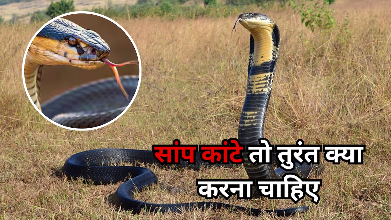 Snakebite: अगर आपको काट ले सांप... तो जानें काटने के बाद तुरंत क्या करें और किन गलतियों से बचें
