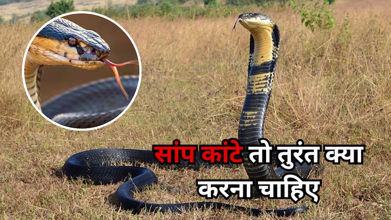 Snakebite: अगर आपको काट ले सांप... तो जानें काटने के बाद तुरंत क्या करें और किन गलतियों से बचें