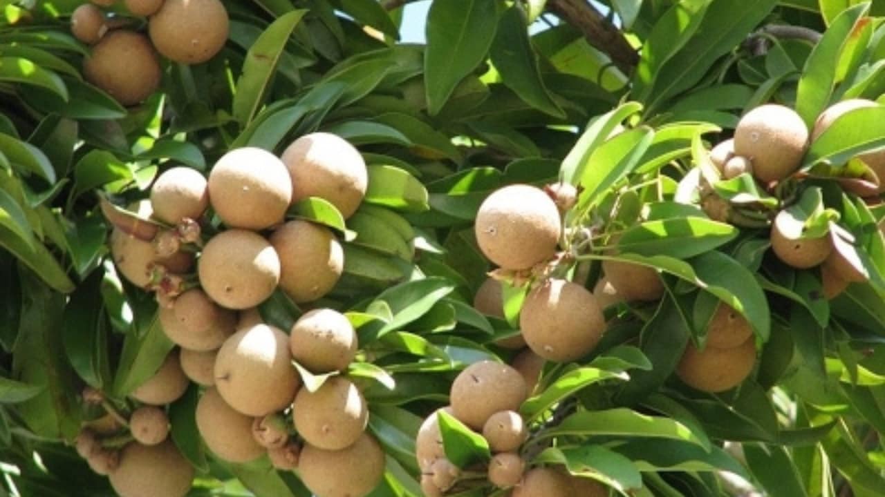 Chikoo Plant Care Tips: मीठे-रसीले चीकू के लिए पौधे में डालें ये एक चीज, जड़ों को सड़ने से बचाने के साथ बढ़ेगी फलत