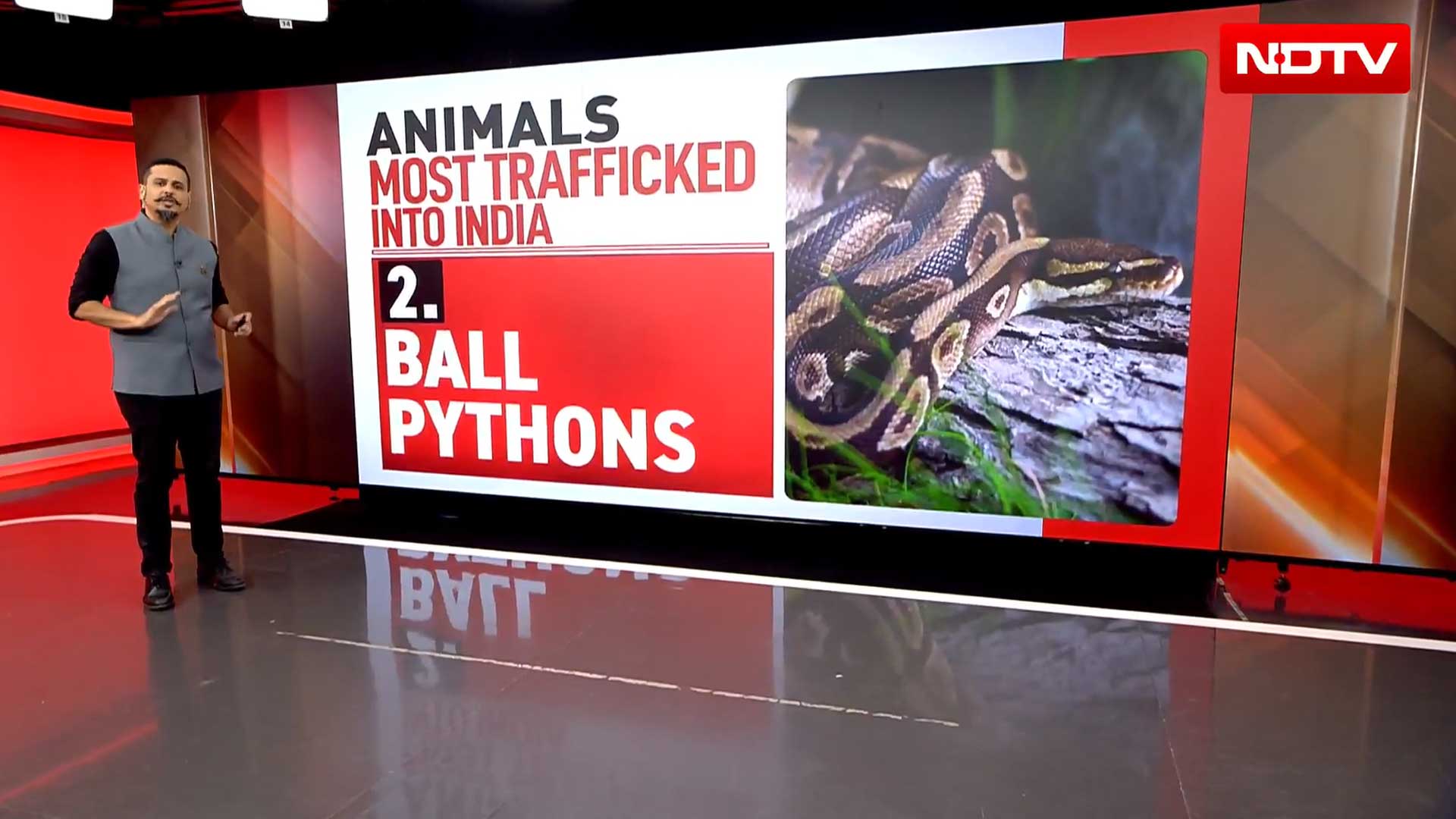 From Tortoises To Kangaroos: India's Shocking Exotic Wildlife Trade