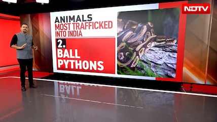 From Tortoises To Kangaroos: India's Shocking Exotic Wildlife Trade