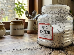 Ants In Your Sugar? Try These Easy Kitchen Remedies To Get Rid Of Them