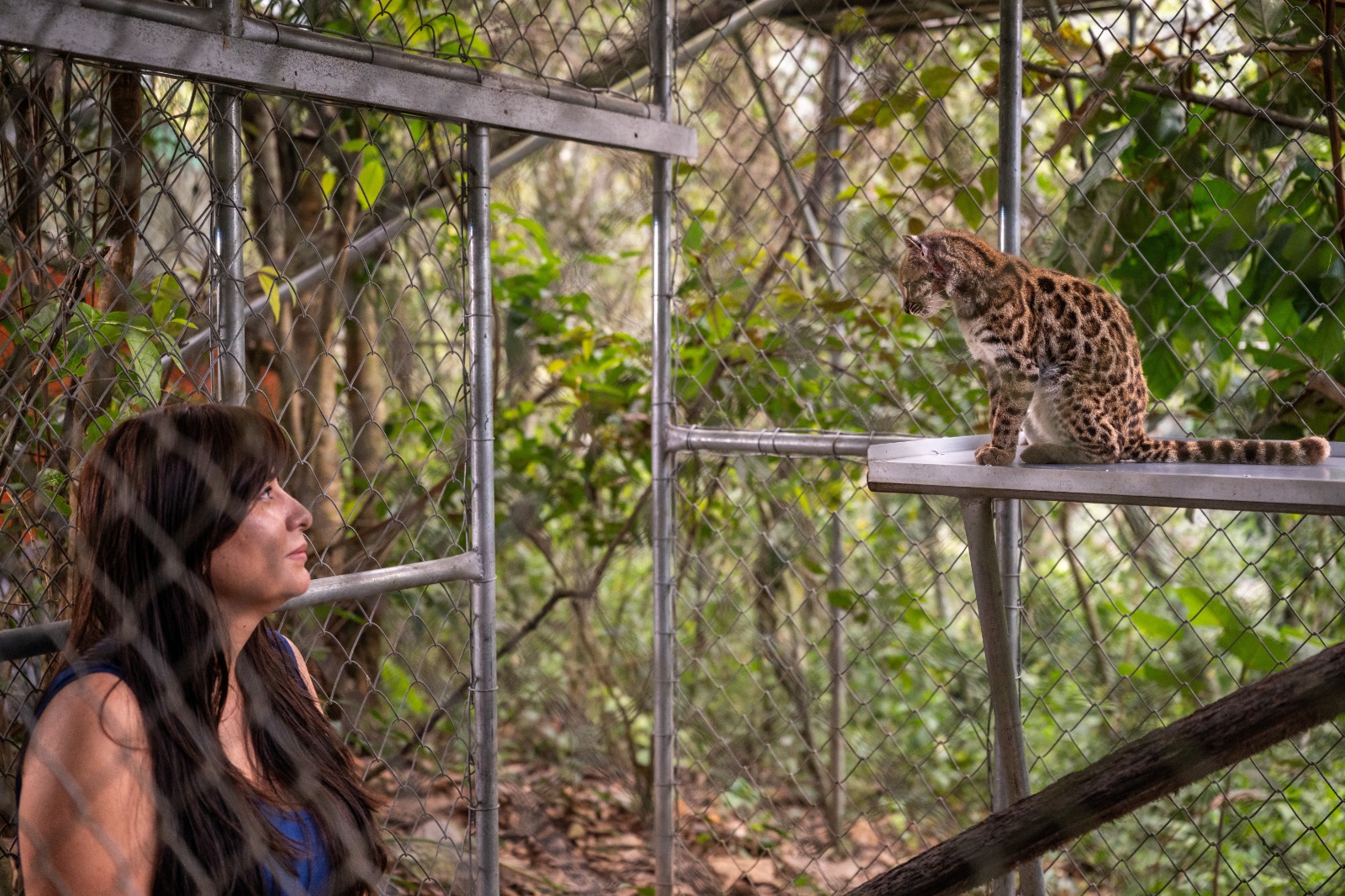 How Experts Identified New Wild Cat Species, The First In Over A Century