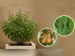 तुलसी के पौधे में कीड़े लग जाएं तो क्या करें? गार्डनिंग एक्सपर्ट ने बताया तुलसी में काला कीड़ा दिखे तो क्या डालना चाहिए