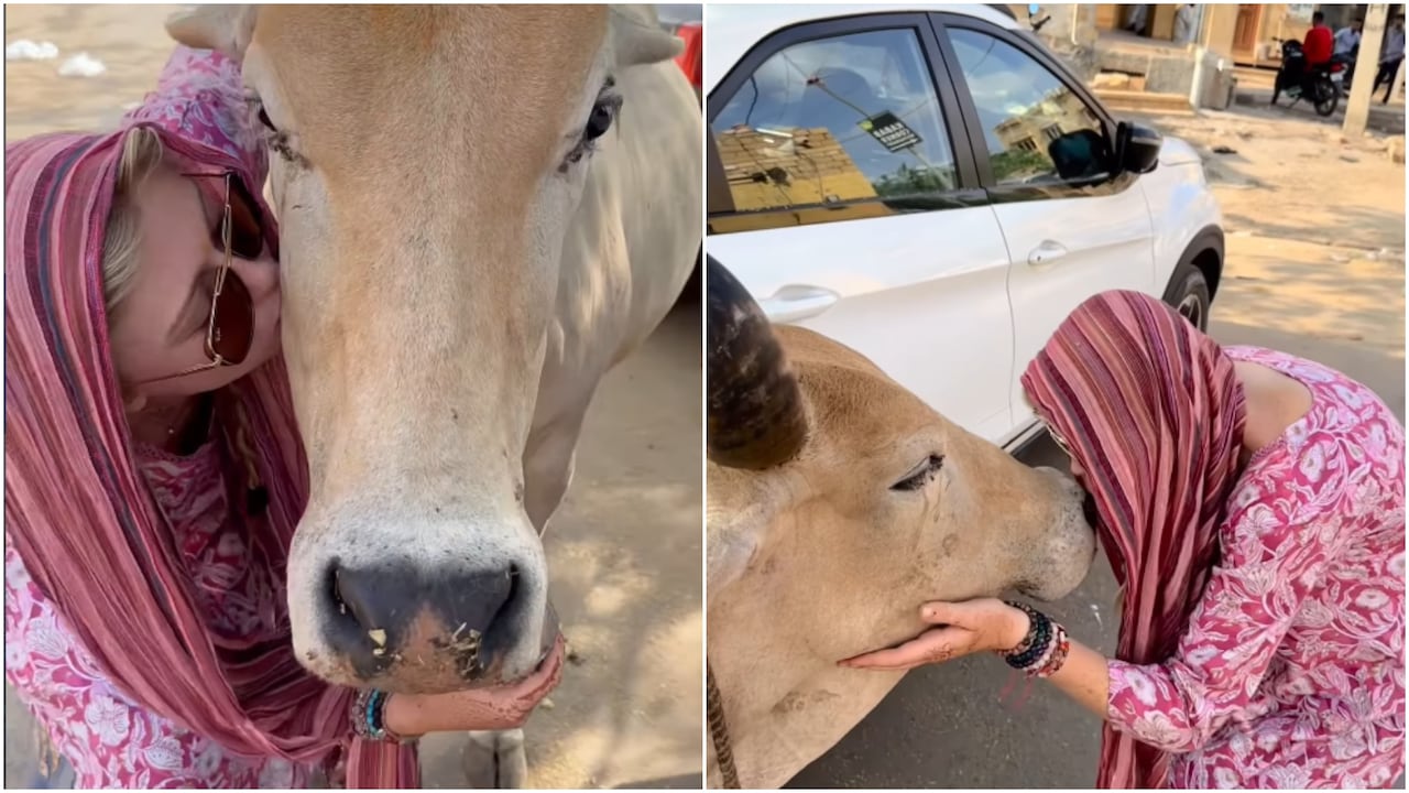 Foreigner Kissing Cow In Rajasthan Foreigner Kissing Cow In Rajasthan
