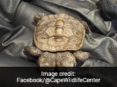 Rare Two-Headed Diamondback Baby Turtle Found On Cape Cod
