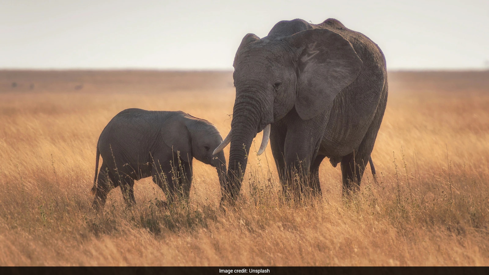 Study Finds Wild Elephants Self-Medicate and Feed Calves Herbal Mixtures
