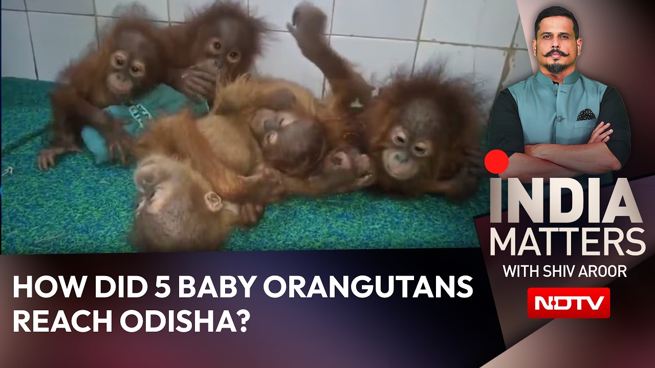 How Did 5 Orangutans Travel From Borneo & Sumatra To Odisha?