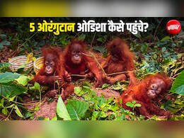 ओडिशा: जिस जंगल में 5 ओरंगुटान मिले, वहां से रात 11:25 बजे गुजरी थी काली Thar; CCTV में कैद हुई घटना