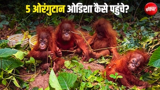 ओडिशा: जिस जंगल में 5 ओरंगुटान मिले, वहां से रात 11:25 बजे गुजरी थी काली Thar; CCTV में कैद हुई घटना