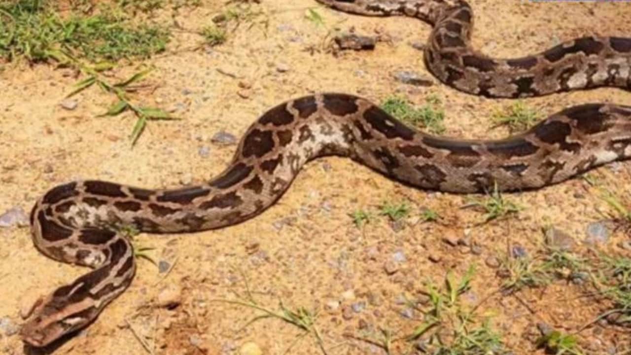 15 फुट लंबा अजगर देख मची अफरा-तफरी, अगर अचानक सांप आ जाए सामने तो क्या करें, बच जाएगी जान