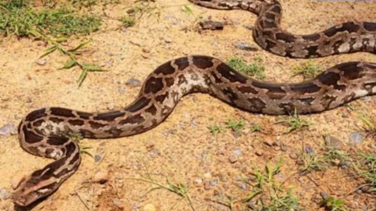 15 फुट लंबा अजगर देख मची अफरा-तफरी, अगर अचानक सांप आ जाए सामने तो क्या करें, बच जाएगी जान