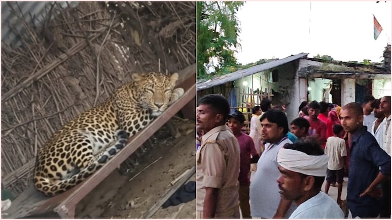 बहराइच में झोपड़ी में घुस चारपाई पर आराम फरमाने लगा तेंदुआ, देखते ही उड़े दुकानदारों के होश