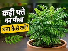 कड़ी पत्ते का पौधा सूख रहा है तो क्या करें? गार्डनिंग एक्सपर्ट ने बताया फ्री में पौधा हो जाएगा घना, बस कर लें ये काम