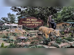 पीलीभीत टाइगर रिजर्व में अब 8 महीने तक घूम सकेंगे पर्यटक, वीकेंड पर टिकट होगी महंगी