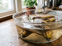 How To Use Banana Peels For Plants And What To Know Before You Try It