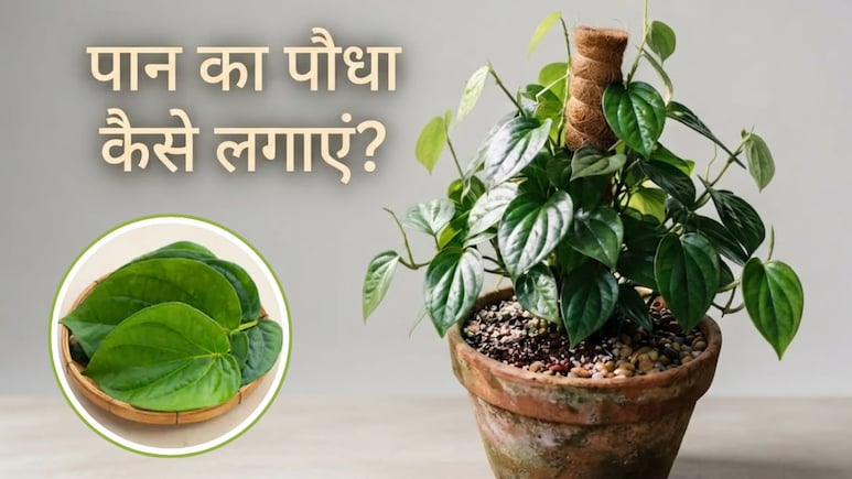 घर पर पान का पौधा कैसे लगाएं? गार्डनिंग एक्सपर्ट से जानें क्या डालने से तेजी से बढ़ेगी बेल