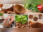 Coconut Peel Hacks: कचरा नहीं हैं नारियल के छिलके, इन 3 तरीकों से करें इस्तेमाल, जानिए DIY हैक्स