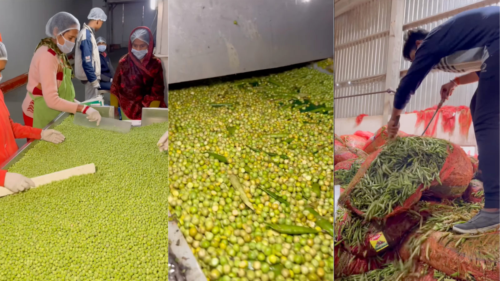 Watch: How Frozen Matar Goes From Factory Processing To Sealed Packets