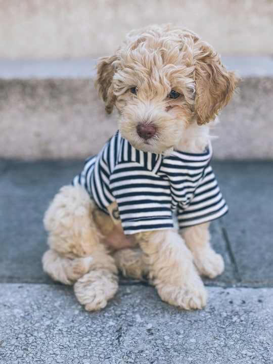 8 Apparel Options For Dogs