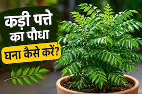 कड़ी पत्ते के पौधे को घना कैसे करें? गार्डनिंग एक्सपर्ट से जानें कड़ी पत्ते सूखने पर क्या करना चाहिए