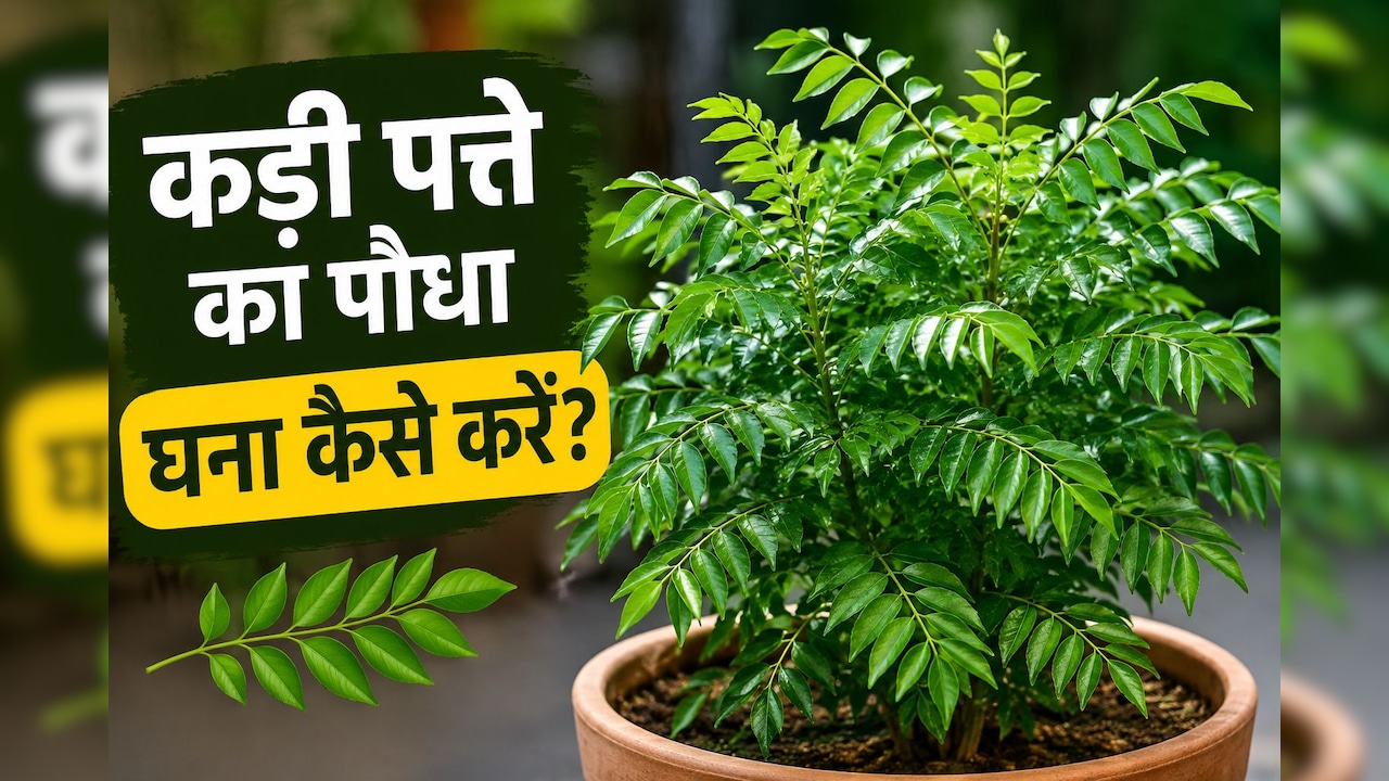 कड़ी पत्ते के पौधे को घना कैसे करें? गार्डनिंग एक्सपर्ट से जानें कड़ी पत्ते सूखने पर क्या करना चाहिए