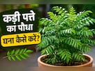 कड़ी पत्ते के पौधे को घना कैसे करें? गार्डनिंग एक्सपर्ट से जानें कड़ी पत्ते सूखने पर क्या करना चाहिए