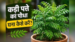 कड़ी पत्ते के पौधे को घना कैसे करें? गार्डनिंग एक्सपर्ट से जानें कड़ी पत्ते सूखने पर क्या करना चाहिए