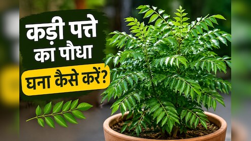 कड़ी पत्ते के पौधे को घना कैसे करें? गार्डनिंग एक्सपर्ट से जानें कड़ी पत्ते सूखने पर क्या करना चाहिए