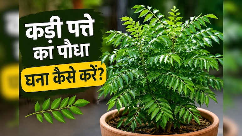 कड़ी पत्ते के पौधे को घना कैसे करें? गार्डनिंग एक्सपर्ट से जानें कड़ी पत्ते सूखने पर क्या करना चाहिए