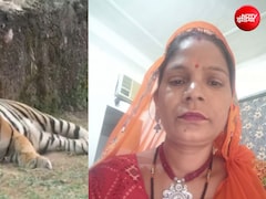 नाहरगढ़ में बाड़े में 6-7 महिलाएं काट रही थीं घास, अचानक आ गया बाघ, एक को दबोचा